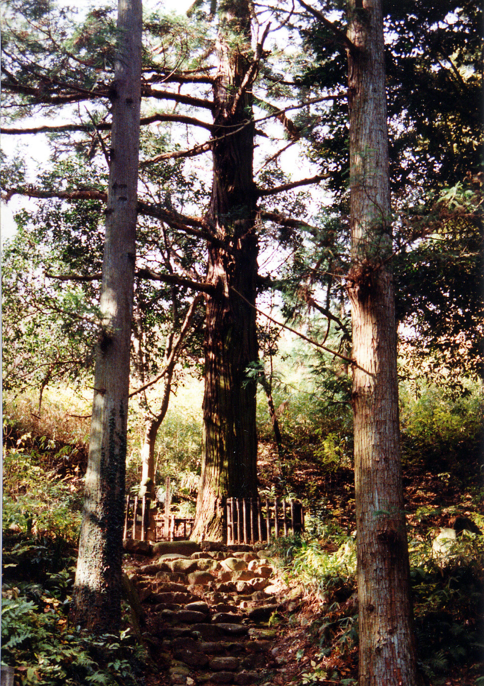 傑山寺の一本杉