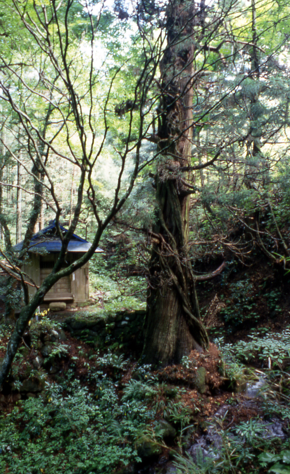 栃原の一本杉